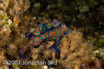 Mandarin Fish [Synchiropus splendidus]