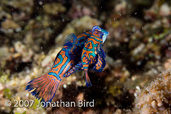 Mandarin Fish [Synchiropus splendidus]