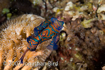 Mandarin Fish [Synchiropus splendidus]