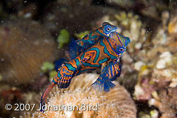 Mandarin Fish [Synchiropus splendidus]