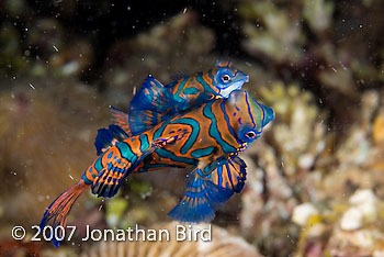 Mandarin Fish [Synchiropus splendidus]