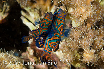 Mandarin Fish [Synchiropus splendidus]