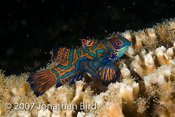 Mandarin Fish [Synchiropus splendidus]