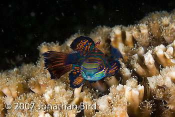 Mandarin Fish [Synchiropus splendidus]