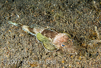 Flathead Fish [--]