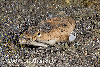 Stargazer snake Eel [Brachysomophis cirrocheilos]