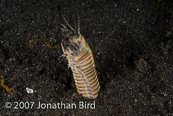 Bobbit Worm [Eunice aphroditois]