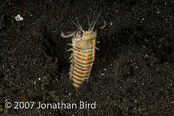 Bobbit Worm [Eunice aphroditois]