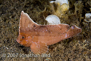 Cockatoo Waspfish [Ablabys taenianotus]