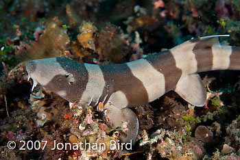 Brown-banded Bamboo Shark [Chiloscyllium punctatum]