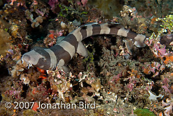 Brown-banded Bamboo Shark [Chiloscyllium punctatum]