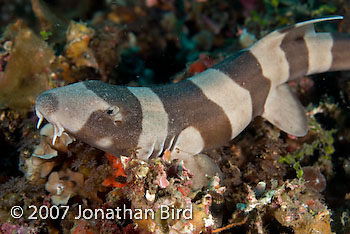 Brown-banded Bamboo Shark [Chiloscyllium punctatum]