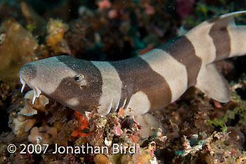 Brown-banded Bamboo Shark [Chiloscyllium punctatum]