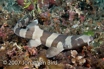 Brown-banded Bamboo Shark [Chiloscyllium punctatum]