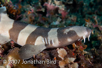Brown-banded Bamboo Shark [Chiloscyllium punctatum]