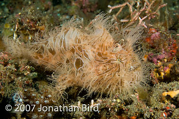 Striated Frogfish [Antennarius striatus]