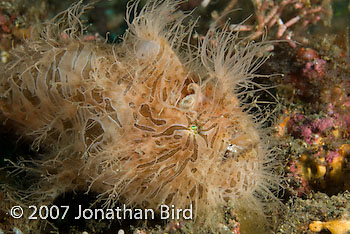 Striated Frogfish [Antennarius striatus]