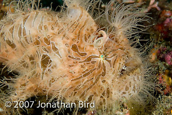 Striated Frogfish [Antennarius striatus]