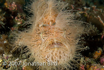 Striated Frogfish [Antennarius striatus]