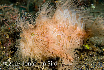 Striated Frogfish [Antennarius striatus]