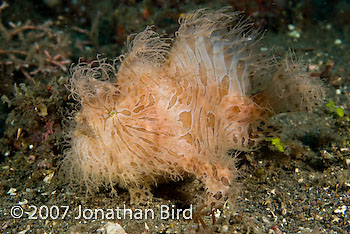 Striated Frogfish [Antennarius striatus]