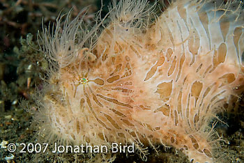 Striated Frogfish [Antennarius striatus]