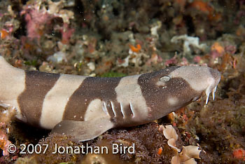 Brown-banded Bamboo Shark [Chiloscyllium punctatum]