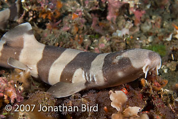 Brown-banded Bamboo Shark [Chiloscyllium punctatum]