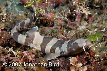 Brown-banded Bamboo Shark [Chiloscyllium punctatum]