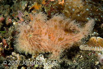 Striated Frogfish [Antennarius striatus]