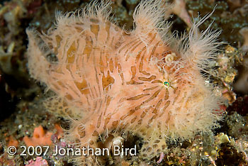 Striated Frogfish [Antennarius striatus]