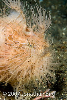 Striated Frogfish [Antennarius striatus]