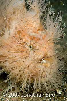 Striated Frogfish [Antennarius striatus]