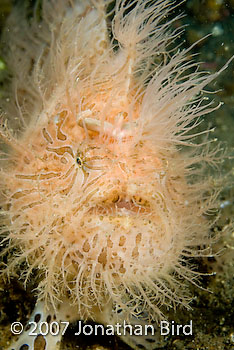 Striated Frogfish [Antennarius striatus]