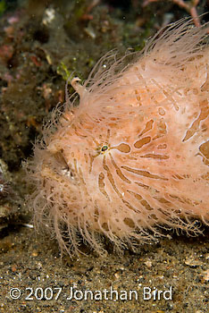 Striated Frogfish [Antennarius striatus]