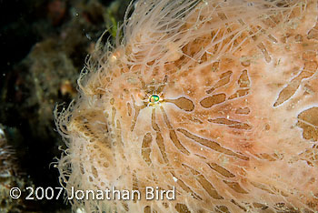 Striated Frogfish [Antennarius striatus]