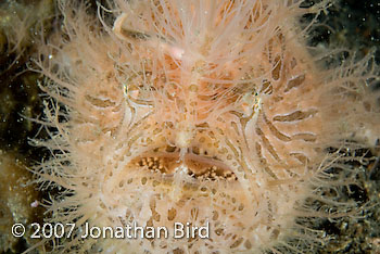 Striated Frogfish [Antennarius striatus]