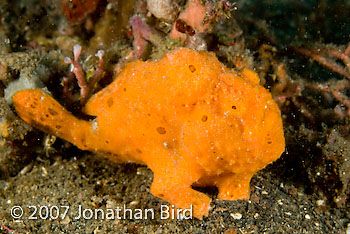 Painted Frogfish [Antennarius pictus]