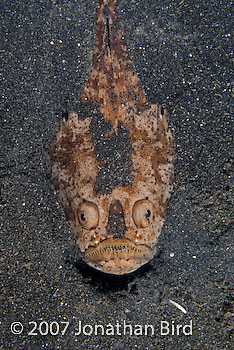 Whitemargin Stargazer [Uranoscopus sulphureus]