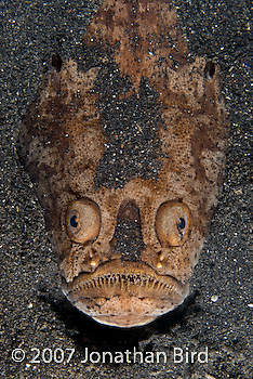 Whitemargin Stargazer [Uranoscopus sulphureus]
