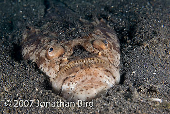 Whitemargin Stargazer [Uranoscopus sulphureus]