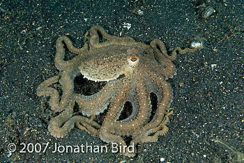 Unidentified Octopus [Octopus sp.]