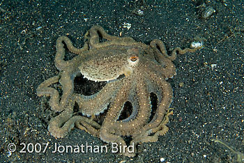 Unidentified Octopus [Octopus sp.]