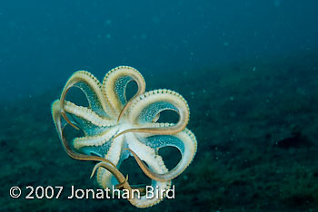 Unidentified Octopus [Octopus sp.]