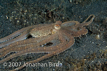 Unidentified Octopus [Octopus sp.]