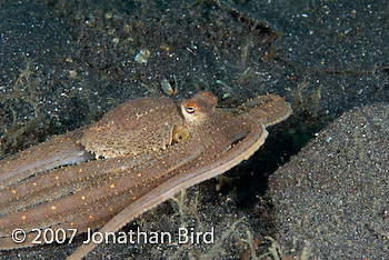 Unidentified Octopus [Octopus sp.]