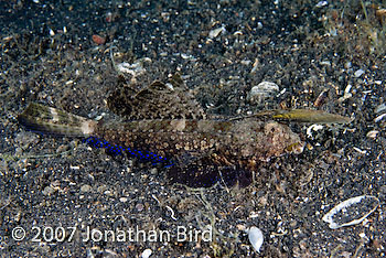 Fingered Dragonet [Dactylopus dactylopus]