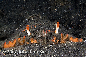 Spanner Crab [Ranina ranina]