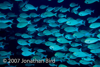  Surgeonfish [--]