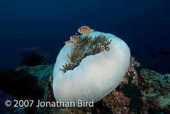 Pink Anemonefish [Amphiprion perideraion]